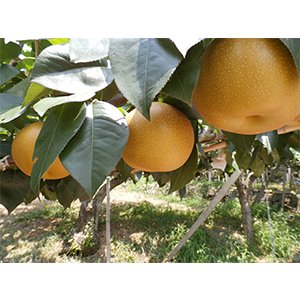 画像: 愛甘水